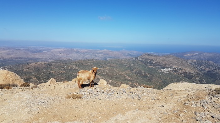 incentive-travel-destination-athens-and-crete-goat