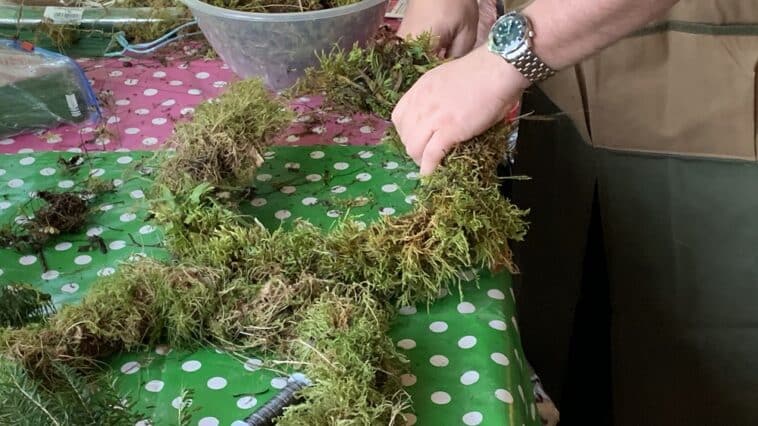 The start of making a Christmas wreath with moss